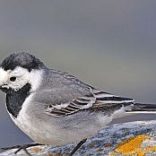 White Wagtail  "Motacilla alba"